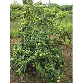 Mua CÂY GIỐNG CHANH KHÔNG HẠT DÒNG QUẢ CHÙM SIÊU NĂNG SUẤT