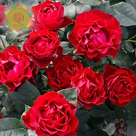 Mua Cây hoa hồng ngoại Hommage a Barbara (bụi) đỏ nhung - Hoa hồng Thăng Long Flower