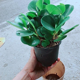Mua Cây Trường Sinh Kèm Chậu Tự Tưới