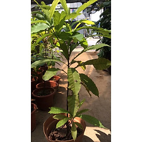 Cây Vú Sữa Hoàng Kim Cao 80cm-1m