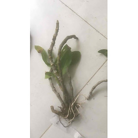 Bảng lan Trầm tím rừng cây cực đẹp