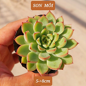 Sen đá SON MÔI size vĩ 2-4cm và size bầu 5-8cm, MÃ SM- SENBAU