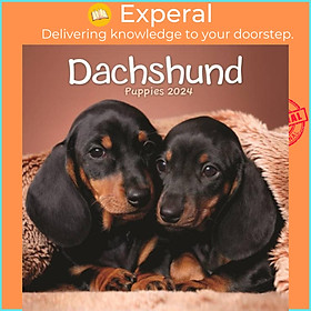 Sách - Dachshund Puppies Mini Calendar 2024 by  (UK edition, paperback)