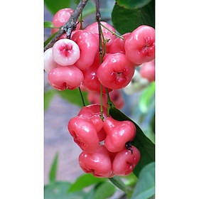 Mua Cây mận hoàng yến(cây roi)