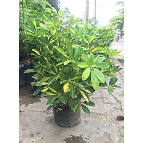 Farm Zone 10 Cây ngũ gia bì – ngoài trời giá chỉ 550000 VND