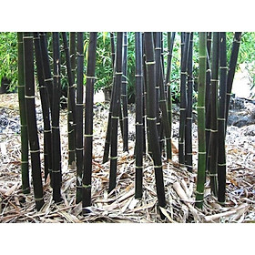 Mua cây trúc đen cực quý hiếm -1 thân cây giống (cây gốc size trung )- ăn măng siêu ngon làm cây phong thủy