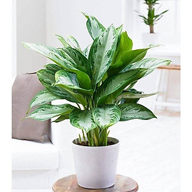 CHẬU CÂY THANH LAM ,LOÀI CÂY SANG TRỌNG, QUÝ PHÁI, VƯỢNG TÀI LỘC CHO GIA CHỦ