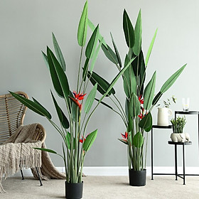 Mua CÂY THIÊN ĐIỂU GIẢ - LANDECOR
