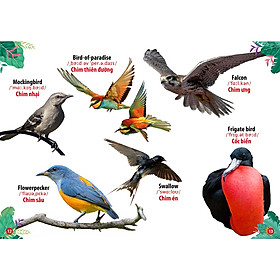 Sách - Thư Viện Hình Ảnh Song Ngữ Đầu Tiên Của Bé - Loài chim(BC)