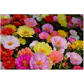Mua HẠT HOA MƯỜI GIỜ MỸ MIX