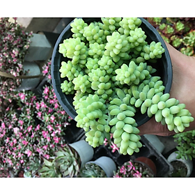 Mua SEN ĐÁ CHUỖI NGỌC BI BỤI ĐẠI