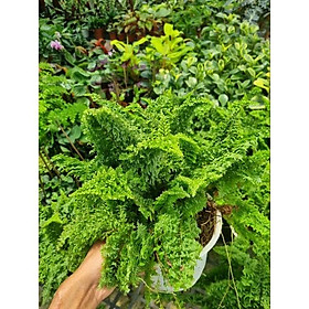 chậu cây dương xỉ Nhật - Polypodium leucotomos