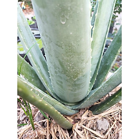 Mua Cây giống Nha Đam Mỹ (cây trưởng thành ĐÃ CHO THU HOẠCH  1 NĂM cao  50-80cm)