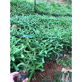 Mua Cây Giống Bồ Kết