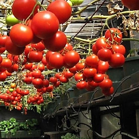 Mua Hạt giống Cà chua bạch tuộc leo giàn f1-gói  10 hạt-tặng kèm gói phân bón lót