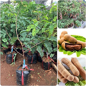 Mua Cây giống Me Thái siêu ngọt ( Cây GHÉP  giống chuẩN SAI TRÁI  cho trái sớm ).