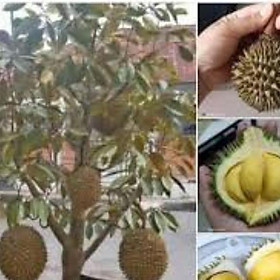 Mua Cây giống sầu riêng mini thái lan (18 tháng cho trái)