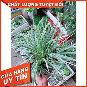 Lan chi kèm chậu Nhiều Người Mua