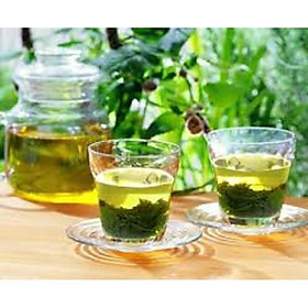 Combo 3 bầu cây giống cây trà xanh