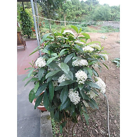 BẦU CÂY HOA MẪU ĐƠN TRẮNG, HOA RẤT THƠM CÂY LỚN ĐANG NỤ