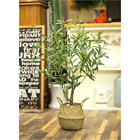 Mua Cây oliu Giả Cao 85cm - Thân Bằng Lõi Thép - Không Ẩm Mốc - Bền Trọn Đời