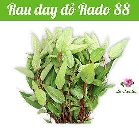 Hạt giống rau đay đỏ  gói 20gr - Dễ trồng
