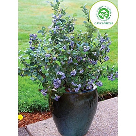 Mua Cây việt quất đã trưởng thành đang hoa và quả cao 60-70 cm
