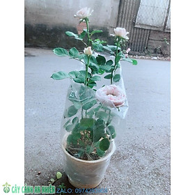 Mua Hoa Hồng Leo