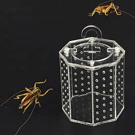 Spider Insect Reptile Tank Vivarium Cage Box Clear Acrylic Terrarium
