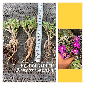 Cây xương rồng trichodiadema densum gốc củ sâm
