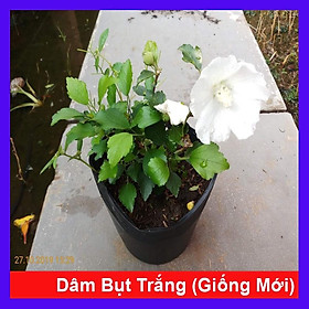 Hoa dâm bụt trắng (giống mới) - cây cảnh để bàn + tặng phân bón cho cây mau lớn