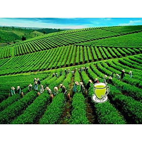 Cây giống chè xanh tân cương Thái nguyên