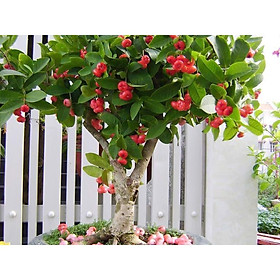 Mua cây Giống Mận Hoàng Yến Trồng (chuẩn giống cây trồng)