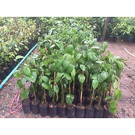Mua sét 3 cây tiêu giống siêu trái