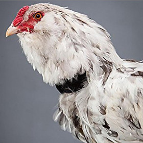 12x Chicken Collar Prevent from Screaming Disturbing Neighbors Black