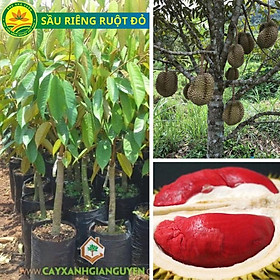 Cây giống Sầu riêng ruột đỏ, giống cây sầu riêng thế hệ mới năng suất cao, phù hợp khí hậu nhiều vùng miền