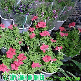Mua Chậu Hoa Dạ Yến Thảo 70k/chậu