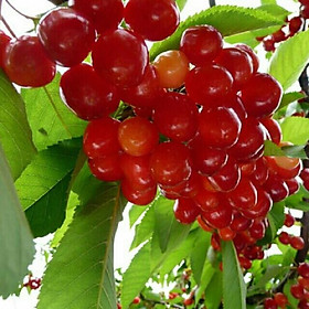 Mua CÂY GIỐNG CÂY SƠ RI THÁI TRÁI NGỌT  SIÊU QUẢ  CAM KÉT CHUẨN GIỐNG F1