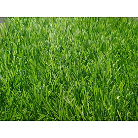 Mua Cỏ nhân tạo 20mm - Thảm cỏ nhân tạo sân vườn VNG