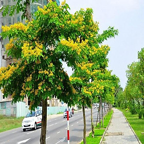 Mua Hạt Giống Cây Giáng Hương ( Còn gọi là Đinh Hương ) CT546 - Gói 5 hạt
