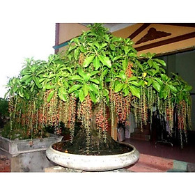 Mua Cây lộc vừng... siêu hoa ️Siêu Giảm Giá️