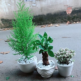 Mua Chậu Cây Cần Thăng