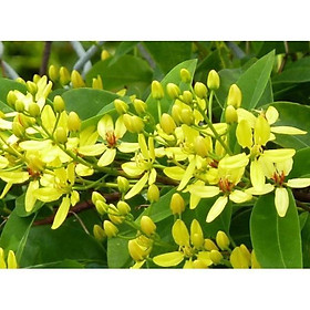 Mua COMBO 5 BẦU CÂY GIỐNG MAI HOÀNG YẾN VÀNG
