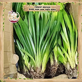 Mua Hoa Lan đột biến Kiếm Tiên Vũ  Phong lan rừng Tây Bắc  Lào  Cây Giống Giá Rẻ  Địa  Hồ Điệp