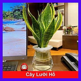 Cây Lưỡi Hổ Viền Vàng - cây cảnh để bàn làm việc