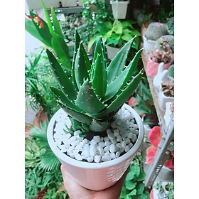 Mua Chậu Cây Nha Đam