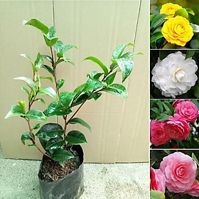 Mua COMBO 2 cây giống HOA TRÀ MY TRẮNG CỔ - HOA TRÀ BẠCH  BẠCH TRÀ