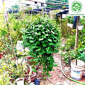 Cây tổ ong -Tóc xù -Ốc xoắn chậu treo