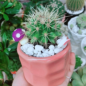 Mua Chậu Xương Rồng Kim Hổ