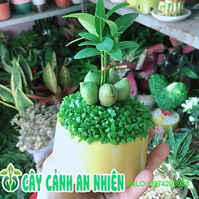 Mua Chậu Cây May Mắn Tài Lộc